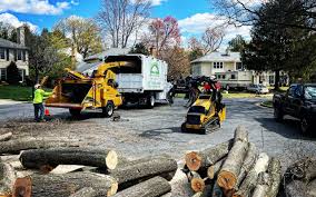 Best Tree Disease Treatment  in Brandermill, VA