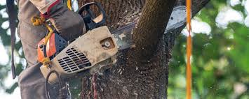  Brandermill, VA Tree Services Pros
