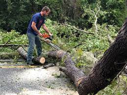 Best Root Management and Removal  in Brandermill, VA