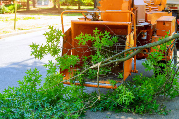 Professional Tree Services in Brandermill, VA