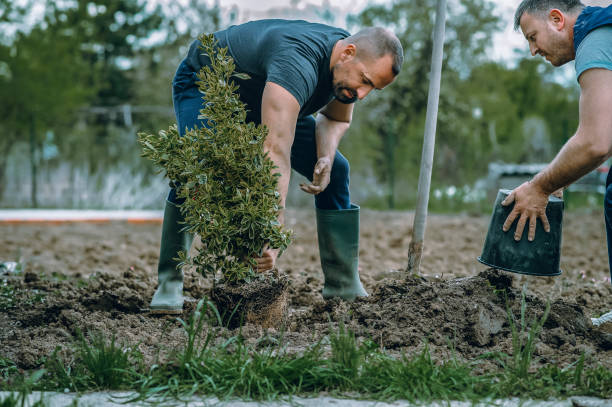 Best Tree Mulching  in Brandermill, VA