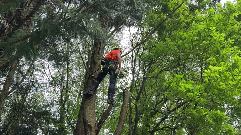 Best Pest Control for Lawns  in Brandermill, VA