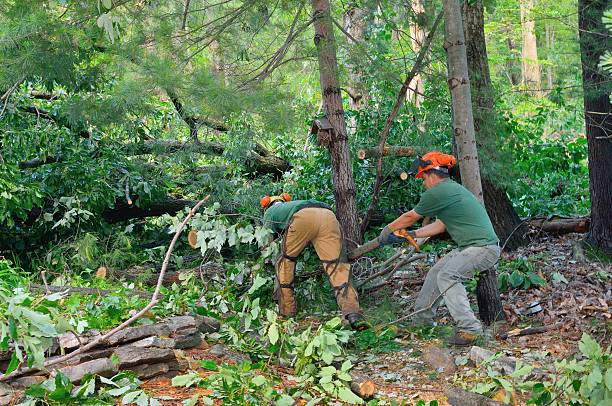 How Our Tree Care Process Works  in  Brandermill, VA