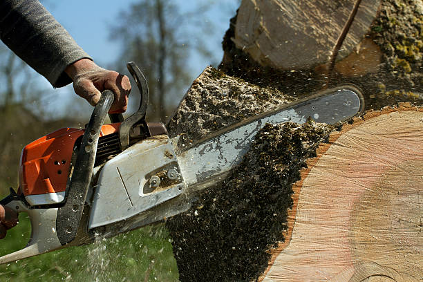 Best Tree Risk Assessment  in Brandermill, VA