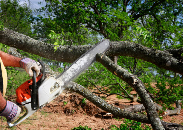 Best Tree and Shrub Care  in Brandermill, VA